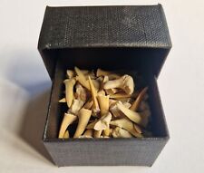 Box fossil sharks for sale  MANCHESTER