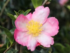 Camellia sasanqua rainbow for sale  CRANBROOK
