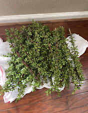 100 cuttings large for sale  Elk Grove