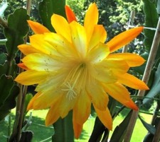 blattkaktus epiphyllum gebraucht kaufen blattkaktus epiphyllum gebraucht kaufen Augsburg