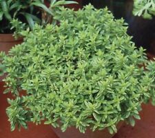 Marjoram compact oreganum for sale  UK