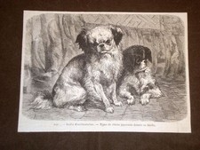 Giardini parigi cani usato  Villarosa