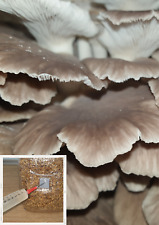 Phoenix oyster mushroom for sale  WORCESTER