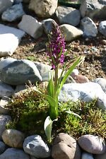 Dactylorhiza incarnata fleisch gebraucht kaufen  Feucht