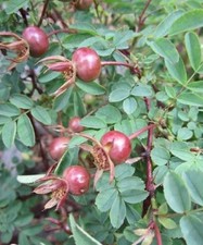 Rosier pimprenelle rosa d'occasion  Metz-