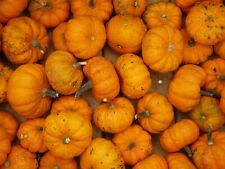 Courge jack little d'occasion  Luzech