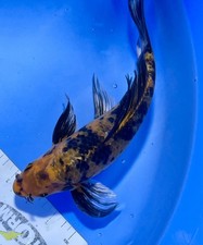 Inch butterfly utsuri for sale  Findlay