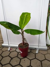 Musa acuminata red gebraucht kaufen  Nordkirchen