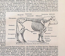 Alte lithographie rind gebraucht kaufen  Monheim