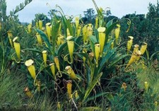 Nepenthes madagascariensis pia usato  Italia