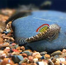 Rare live freshwater for sale  Kent