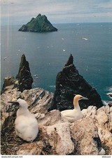 Animaux oiseaux oiseaux d'occasion  Fruges