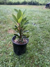 Rhododendron dark lord for sale  New Gloucester