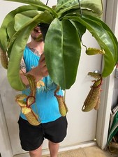 Nepenthes miranda pitcher for sale  Marianna
