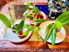 monsterra plants for sale  Windsor