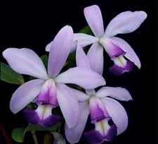 Cattlianthe charlesworthii coe for sale  San Francisco