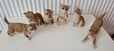 Paw prints 1994 for sale  LONDON