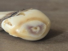 Elk teeth whistler for sale  Belgrade