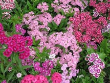 Lot graines oeillet d'occasion  Chazelles