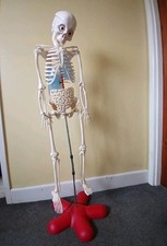 Skeleton model billie for sale  NEWCASTLE