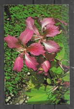 1993 picture postcard for sale  Browntown