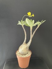 Rare plante caudex d'occasion  Aire-sur-l'Adour
