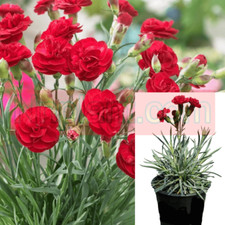 Dianthus red passion for sale  Modesto
