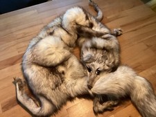 Echter silberfuchskragen befes gebraucht kaufen  Berlin