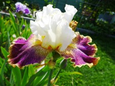 Iris sordid lives gebraucht kaufen  Neustadt a.d.Waldnaab