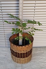 One black locust for sale  Kingsburg