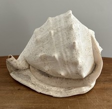 Queen helmet conch for sale  Smithfield