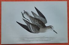 Temminck stint temminckstrandl gebraucht kaufen  Lauenburg/ Elbe