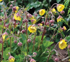 Geum rivale yellow for sale  READING