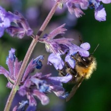 Nepeta walker low for sale  LAUNCESTON