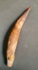 Dent spinosaure fossilisée d'occasion  France