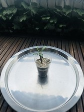 Pachypodiu geayi kleine gebraucht kaufen  Hannover