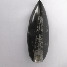 Orthoceras fossile erfoud d'occasion  Vif
