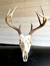 Point 105 whitetail for sale  Edna