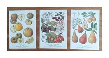 Botanical prints vintage for sale  BIRKENHEAD