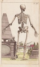Mensch skelett skeleton gebraucht kaufen  Seubersdorf