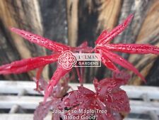 Japanese maple tree for sale  Sheridan