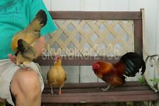 Rare variety ginger for sale  West Chicago