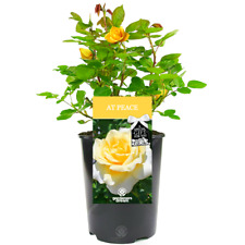 Peace rose memorial for sale  UK