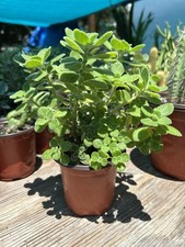 Large plectranthus tomentosa for sale  Seminole