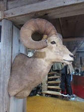 British columbia stone for sale  Durand