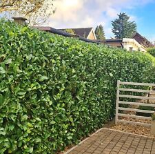 Laurel garden evergreen for sale  ALTON