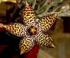 Orbea halipedicola open pollinated [O28S] (5+ seeds) na sprzedaż  Wysyłka do Poland