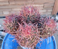 Rare cactus red for sale  Victorville
