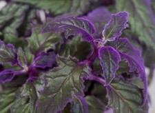 Plant godet gynura d'occasion  Brest