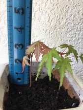 Japanese maple seedlings for sale  Auburn